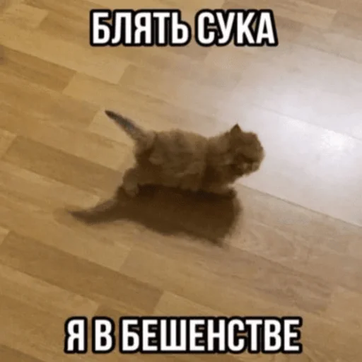Стікер Telegram «Китики» 😱