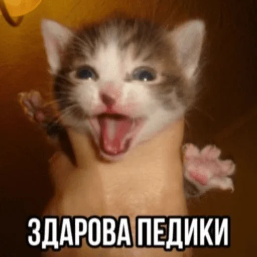 Стікер Telegram «Китики» 🤚