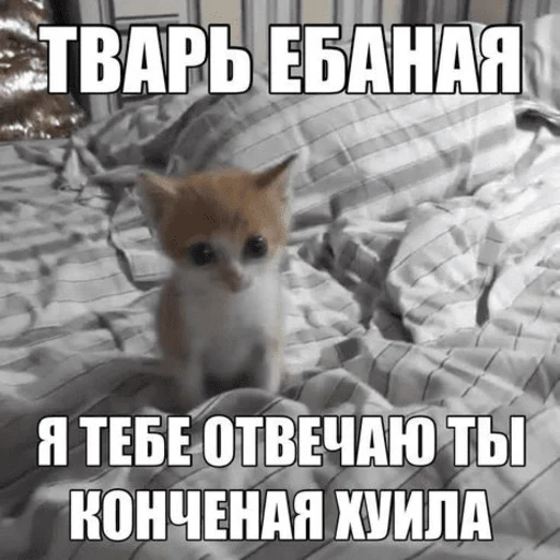 Стикер Telegram «Китики» ❗️