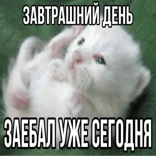 Стікер Telegram «Китики» 🌙