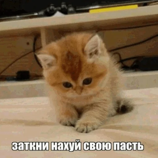 Стікер Telegram «Китики» 😷