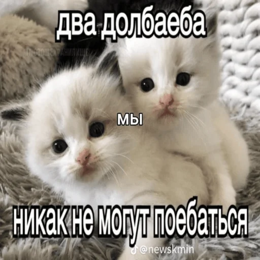 Стікер Telegram «Китики» 💪