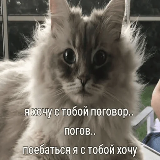 Стикер Telegram «Китики» 😉