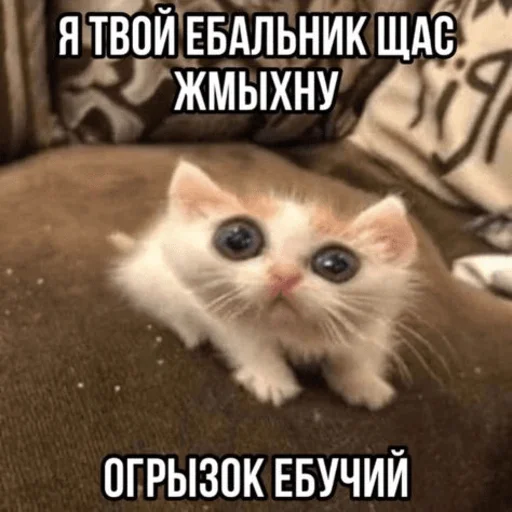 Стикер Telegram «Китики» 🥒