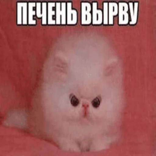 Telegram stiker «Китики» 🍪