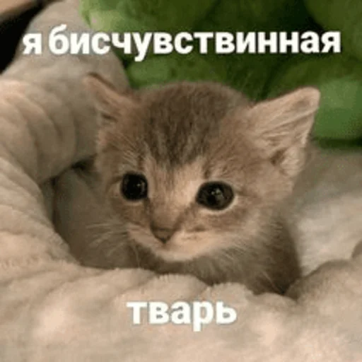 Стікер Telegram «Китики» 😕