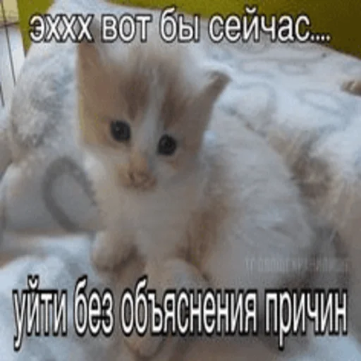 Стікер Telegram «Китики» 👉