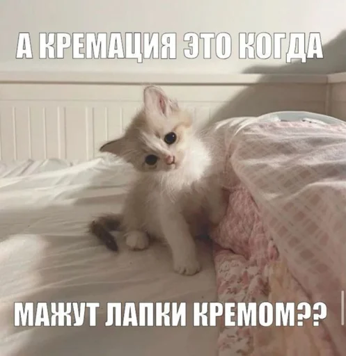 Telegram Sticker «Китики» 😋