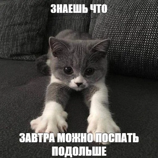 Стикер Telegram «Китики» 😌