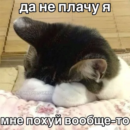 Telegram stiker «Китики» 😢