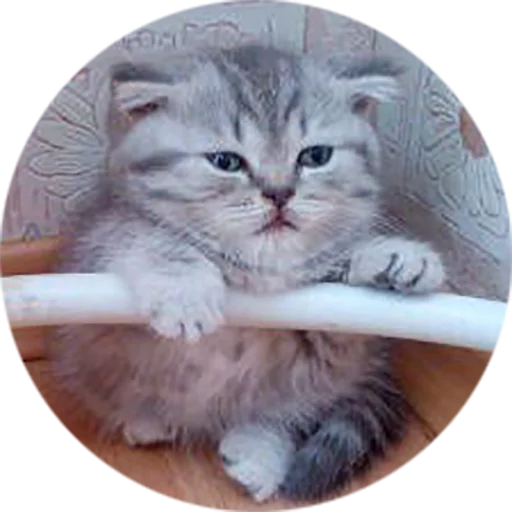 Telegram stiker «Kittens» 🤤