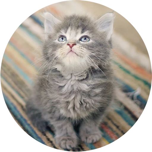 Telegram stiker «Kittens» 😊