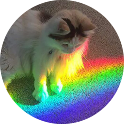 Telegram stiker «Kittens» 🌈