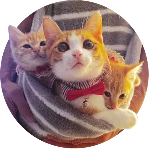 Telegram stiker «Kittens» 🙂