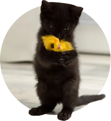 Telegram stiker «Kittens» 😈