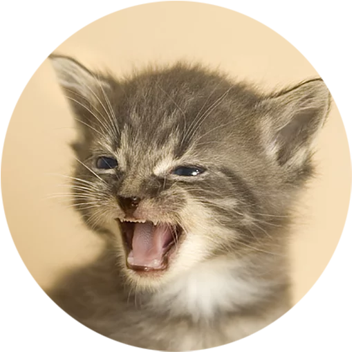 Telegram Sticker «Kittens» 😡