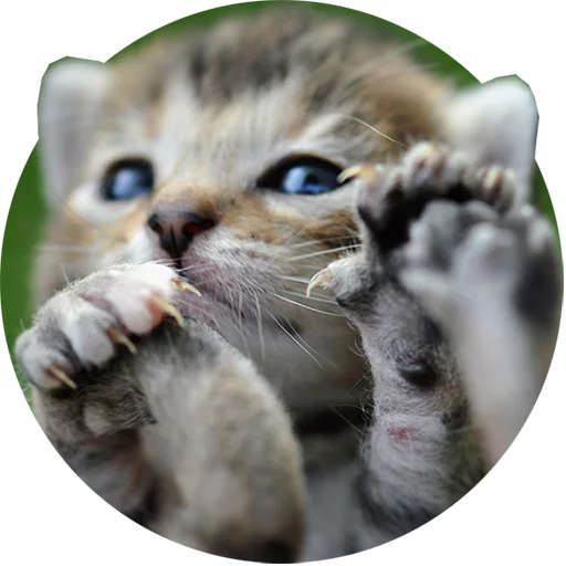 Telegram Sticker «Kittens» 😋