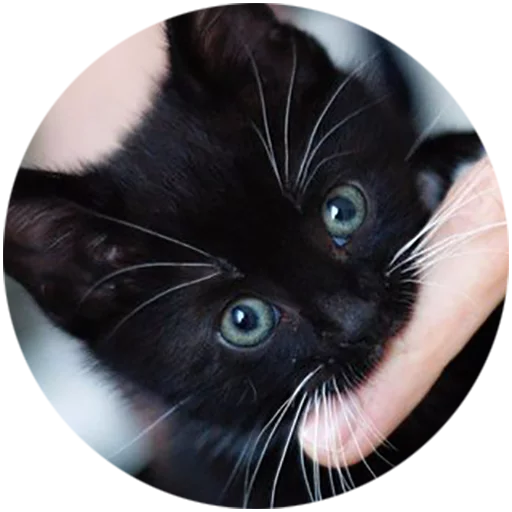 Telegram stiker «Kittens» 😗