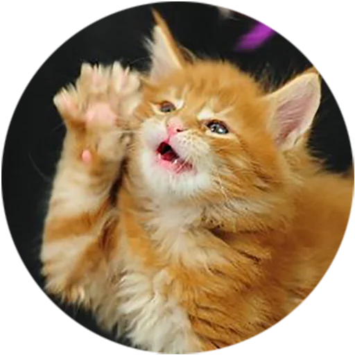 Telegram stiker «Kittens» 🐾