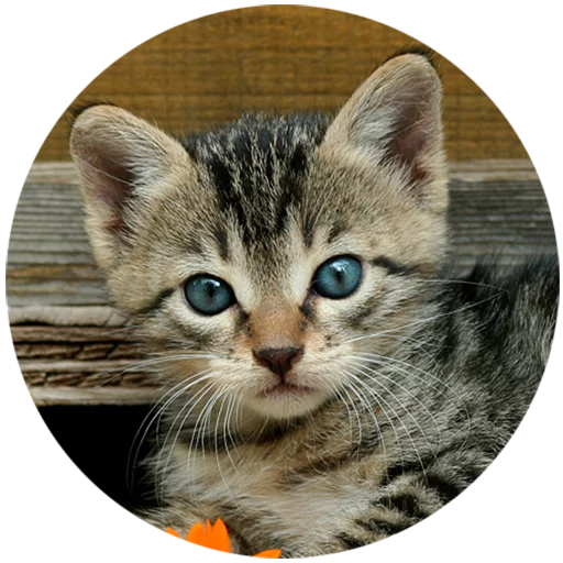 Telegram Sticker «Kittens» 🧐