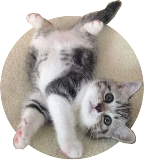 Telegram stiker «Kittens» 🐱