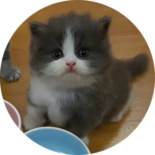 Telegram stiker «Kittens» 🤨