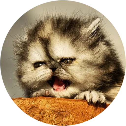 Telegram stiker «Kittens» 😫