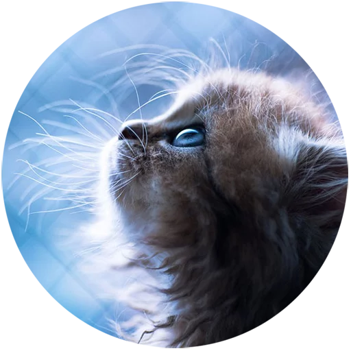 Telegram stiker «Kittens» 😇