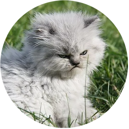 Telegram stiker «Kittens» 👿