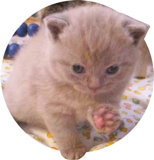 Telegram stiker «Kittens» 🖐