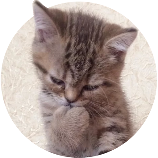 Telegram Sticker «Kittens» 🤔