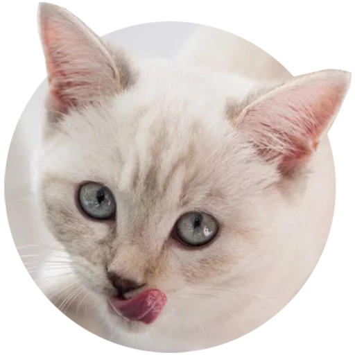Telegram stiker «Kittens» 😋