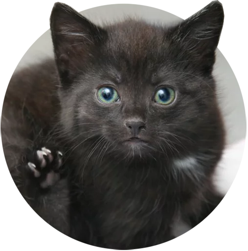 Telegram stiker «Kittens» 😈