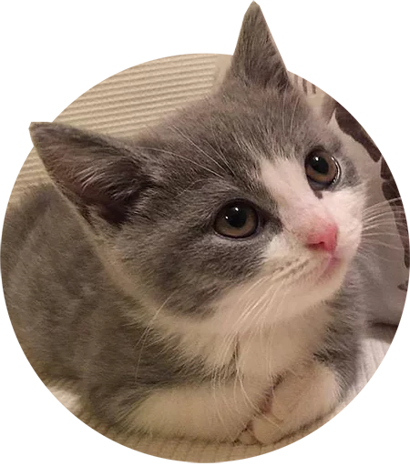 Telegram Sticker «Kittens» 🙂