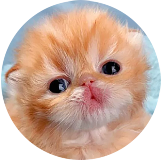 Telegram stiker «Kittens» 😮