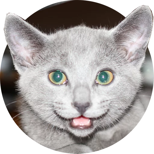 Стикер Telegram «Kittens» 😀