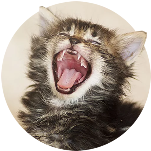 Telegram Sticker «Kittens» 😆