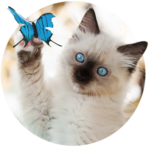 Telegram Sticker «Kittens» 🦋