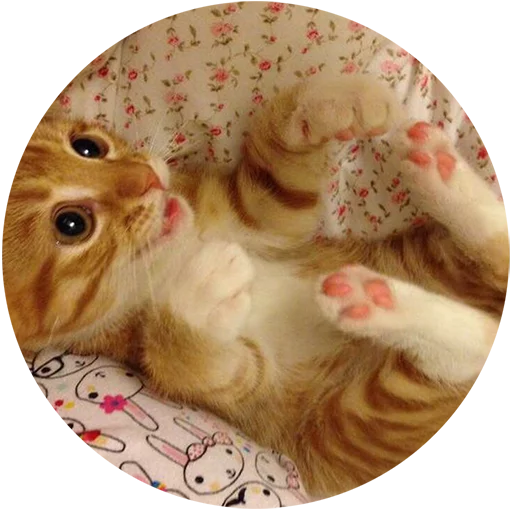 Telegram Sticker «Kittens» 😗