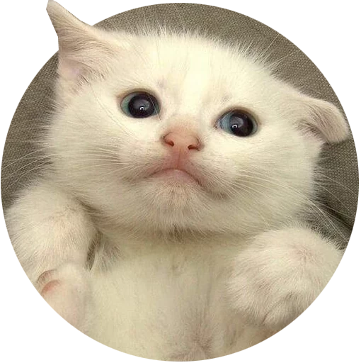 Telegram Sticker «Kittens» 🤨