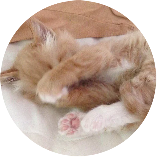 Telegram stiker «Kittens» 😣