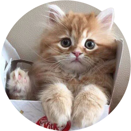 Telegram stiker «Kittens» 😳