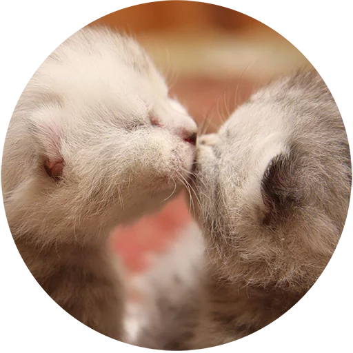 Telegram stiker «Kittens» 😘