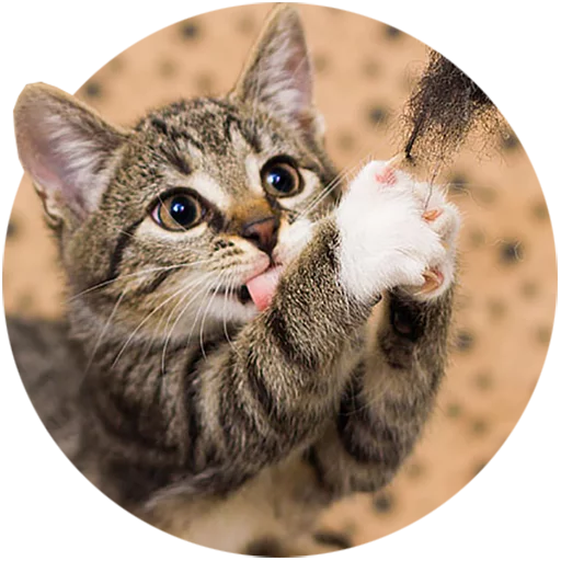 Telegram stiker «Kittens» 😛