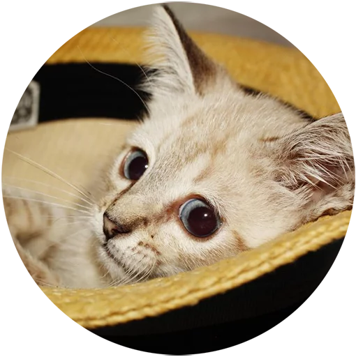 Telegram stiker «Kittens» 👀