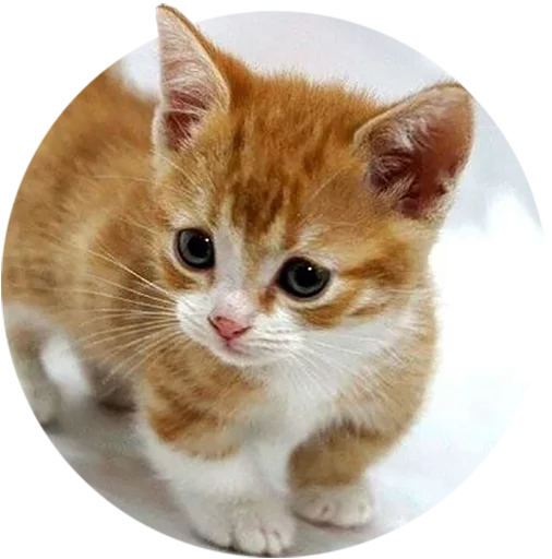 Стикер Telegram «Kittens» 😯