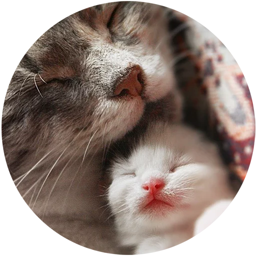 Telegram Sticker «Kittens» 👩‍👦