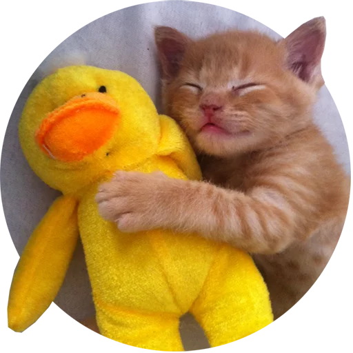 Kittens emoji 🐤