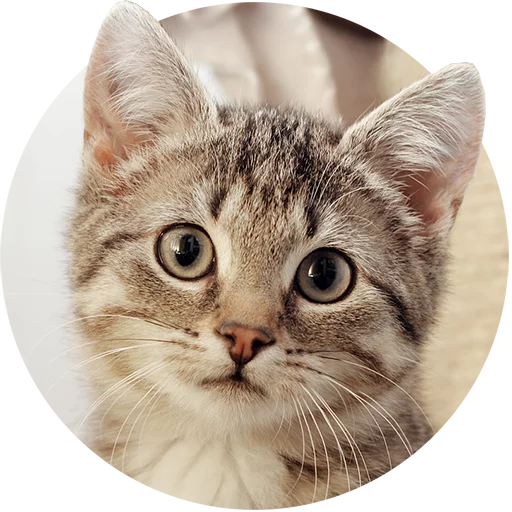 Стикер Telegram «Kittens» 😺