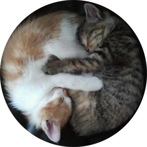 Telegram Sticker «Kittens» 😽